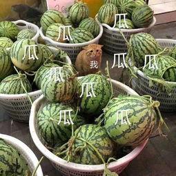 娱乐吃瓜的素材,揭秘明星幕后故事